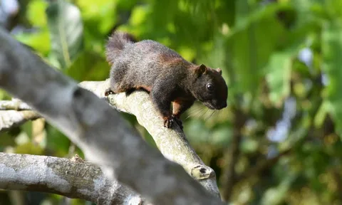 Bảo vệ động vật hoang dã cần sự chung tay toàn xã hội nhằm gìn giữ hệ sinh thái tự nhiên