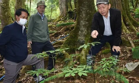 Kon Tum: Nhiều kỳ vọng từ hội thảo sâm Ngọc Linh