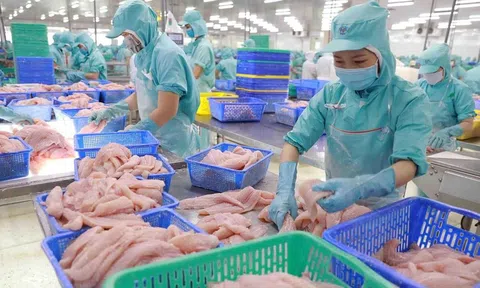 Xuất khẩu cá tra sang Malaysia tăng mạnh khẳng định vị thế tại thị trường tiềm năng