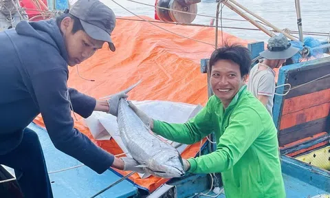 Chấn chỉnh công tác cấp giấy xác nhận nguyên liệu thủy sản khai thác, giấy chứng nhận thủy sản khai thác