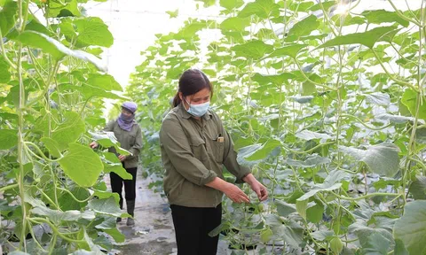 Chuyển đổi nông nghiệp xanh hướng tới các mục tiêu phát triển bền vững