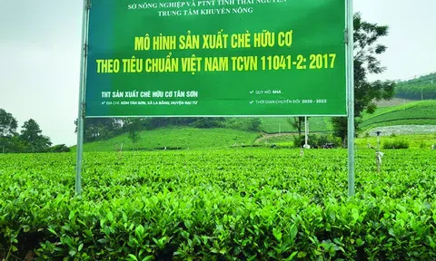 Kiểm soát sử dụng thuốc bảo vệ thực vật, nông nghiệp Thái Nguyên chuyển dịch theo hướng hữu cơ bền vững