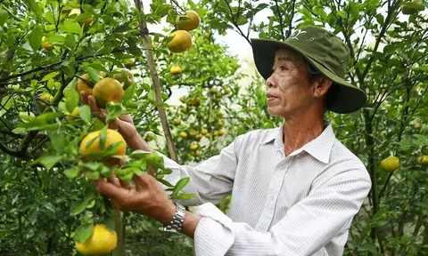 Tập huấn hỗ trợ nông dân sử dụng thuốc bảo vệ thực vật an toàn, hiệu quả, có trách nhiệm