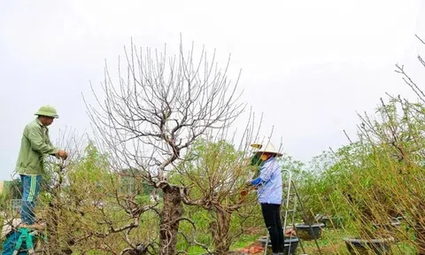 Thủ phủ đào quất ở Thủ đô đang hồi sinh báo hiệu một mùa Tết đến rất gần