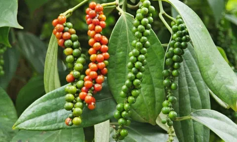 Hoa Kỳ duy trì vị thế là thị trường xuất khẩu lớn nhất của hồ tiêu Việt Nam