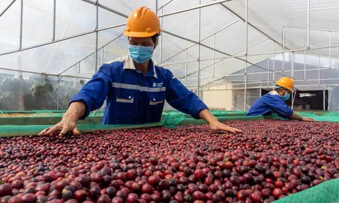 Tây Nguyên phát triển nông nghiệp hữu cơ, quy mô lớn gắn với vùng sản xuất tập trung ứng dụng công nghệ cao