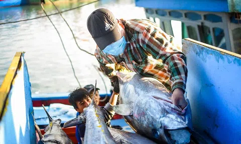Xuất khẩu cá ngừ Việt Nam tăng trưởng khả quan tại các thị trường tiềm năng