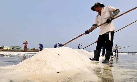 Khơi dậy tình yêu với nghề muối và góp phần nâng tầm giá trị hạt muối Việt Nam