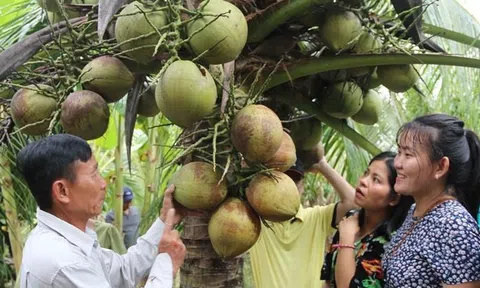 Tỉnh Trà Vinh kêu gọi doanh nghiệp liên kết chuỗi trồng và sản xuất chế biến dừa nhằm nâng cao giá trị