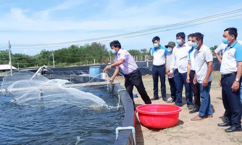 Câu lạc bộ nông dân tỷ phú tỉnh Bến Tre nòng cốt thúc đẩy quá trình “tri thức hoá nông dân”