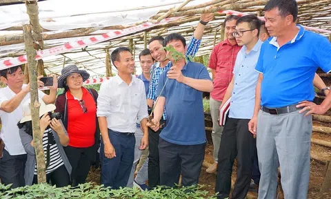 Phát triển thương hiệu sâm Việt Nam - sâm Ngọc Linh cần hài hòa lợi ích của người dân, nhà nước và doanh nghiệp