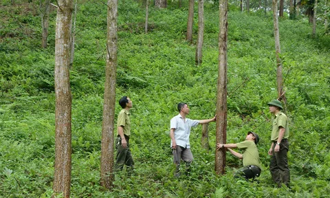 Chương trình Phát triển lâm nghiệp bền vững: Tăng độ che phủ rừng và nâng cao giá trị kinh tế lâm nghiệp