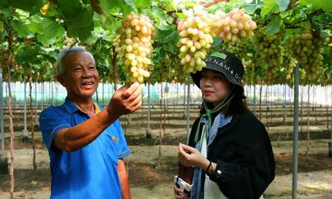 "Thủ phủ" nho Ninh Thuận bận rộn chuẩn bị mùa Tết cao điểm thu hút khách hàng