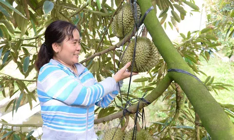 Áp Tết giá sầu riêng tăng mạnh, nhà vườn Tiền Giang có lãi từ 100.000 - 140.000 đồng/kg