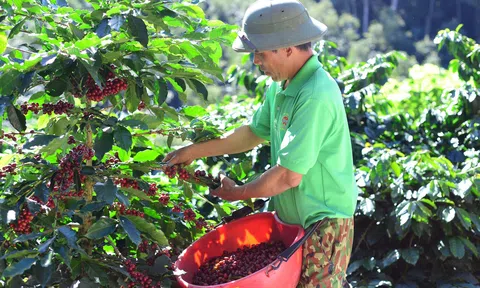 Thực thi các quy định của EUDR, Việt Nam kiên định với mục tiêu phát triển xanh, bền vững