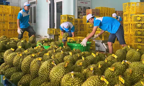 Rau quả Việt Nam trước cơ hội đẩy mạnh hoạt động xuất khẩu, gia tăng kim ngạch trong năm 2025