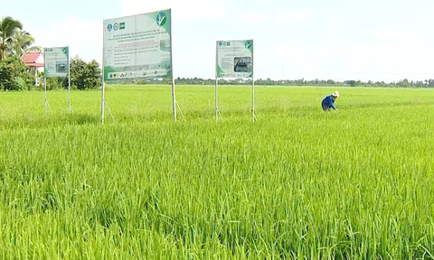 Mở rộng mô hình thí điểm canh tác lúa chất lượng cao, phát thải thấp cần đánh giá thấu đáo khả năng thực hiện