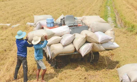 Giá lúa gạo liên tục giảm, chuyên gia nhận định về triển vọng xuất khẩu gạo năm 2025