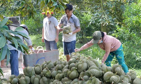 Tiền Giang tăng cường quản lý chất lượng trái sầu riêng xuất khẩu tạo dựng thương hiệu bền vững