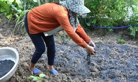 Biochar - bước tiến quan trọng trong nông nghiệp tuần hoàn giúp bảo vệ đất và sức khỏe cây trồng