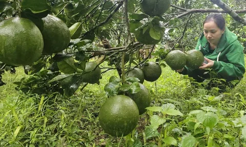 "Thủ phủ" trái cây tỉnh Bình Định tung chiêu đảm bảo thu hoạch đúng dịp Tết