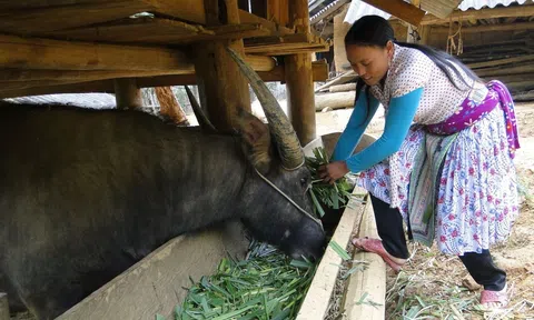 Nông dân vùng cao chủ động phòng chống đói, rét cho cây trồng vật nuôi đảm bảo cung cấp nông sản dịp Tết