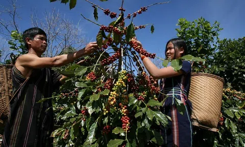 Hợp tác EU - Việt Nam: Đưa nông nghiệp trở thành trọng tâm trong các sáng kiến về khí hậu và kinh tế