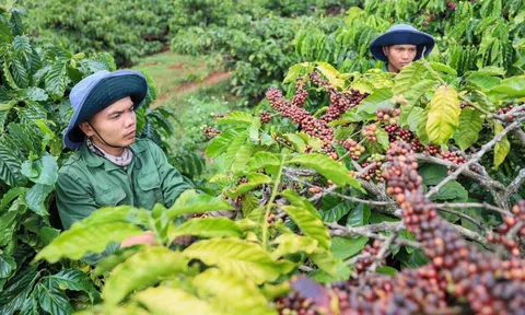 Xuất khẩu cà phê lập kỷ lục và những thách thức đòi hỏi ngành cà phê duy trì tăng trưởng bền vững