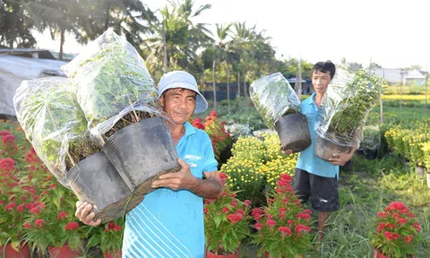 Người trồng hoa Tết Tiền Giang ngổn ngang với mối lo: Chi phí đầu vào tăng, giá hoa tết không tăng