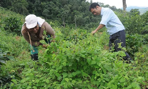 Ứng dụng công nghệ số và đổi mới sáng tạo để phát huy tiềm năng và nâng tầm ngành dược phẩm Việt Nam