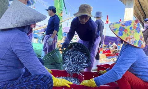 Ngư dân miền Trung bội thu chuyến đi biển áp Tết, tàu cập bến chất đầy hải sản