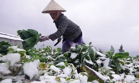 Thủ tướng Chính phủ chỉ đạo chủ động phòng, chống rét đậm, rét hại kéo dài trong dịp Tết