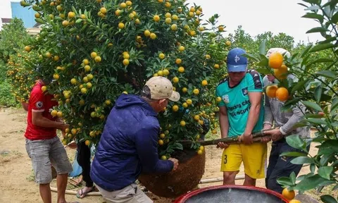 Đà Nẵng: Sáng kiến thu gom quất cảnh sau Tết phủ xanh đất trống công cộng