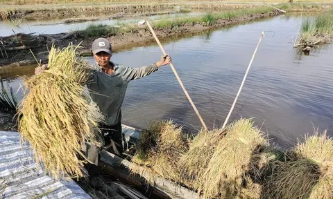 Tôm lúa trúng đậm vụ Tết, nông dân Cà Mau kỳ vọng tăng lợi thế từ vùng chuyên canh đạt chuẩn quốc tế