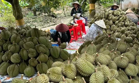 Sau Tết, sầu riêng chưa hết nỗi lo rớt giá, thương lái ngại thu mua