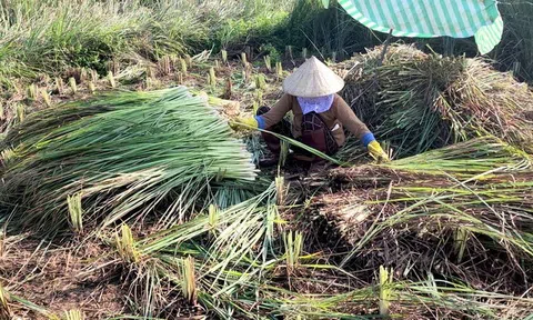 Bỏ vụ lúa bấp bênh, biến vùng hạn mặn thành cánh đồng trồng sả chuyên canh lớn nhất tỉnh Tiền Giang