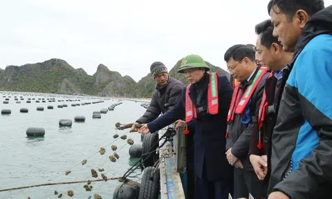 Chuyển đổi công nghệ kết hợp nuôi biển với bảo vệ môi trường phát triển du lịch