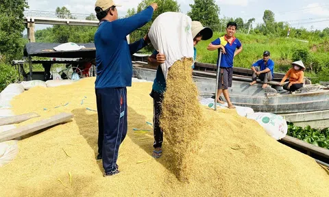 Chung xu hướng giảm, sau Tết giá gạo Việt Nam về mức thấp nhất trong 29 tháng
