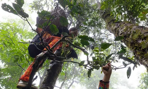 Lai Châu bảo tồn, phát triển những cây chè cổ thụ tạo sinh kế bền vững cho người dân vùng cao