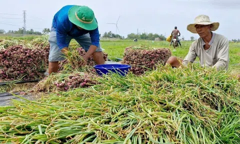Sóc Trăng: Nông dân trồng hành tím thiệt hại kép khi vừa mất mùa lại rớt giá
