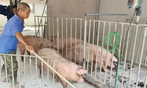 Giá lợn hơi tăng cao kỷ lục sau Tết, chuyên gia nhận định xu thế tăng sẽ không kéo dài