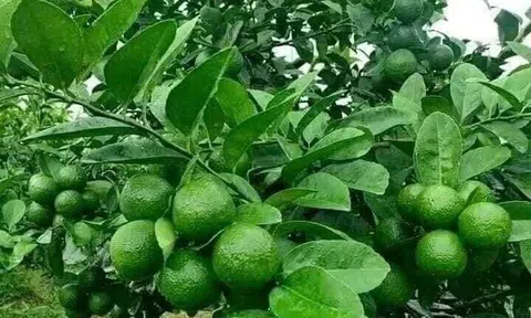 Chanh tươi rớt giá 2.000 đồng/kg, nhà vườn Tiền Giang lỗ vốn, chờ hỗ trợ tiêu thụ