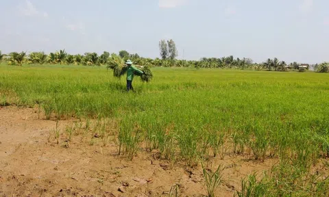 Thủ tướng yêu cầu chủ động ứng phó đợt xâm nhập mặn cao điểm ở ĐBSCL và TP.HCM