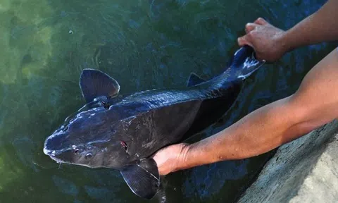 "Thủ phủ" nuôi cá tầm ở Lâm Đồng gặp khó vì thiếu nước do khô hạn