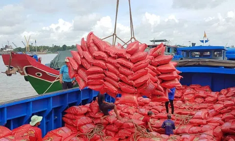 Giá gạo xuất khẩu giảm mạnh: Ngành gạo Việt Nam cần tập trung vào nâng cao chất lượng sản phẩm, mở rộng thị trường xuất khẩu