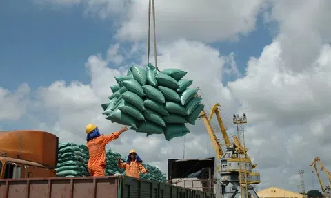 Thị trường gạo giảm giá do xu hướng 'xả hàng', gạo Việt giữ vị thế nhờ nâng cao chất lượng và xây dựng thương hiệu