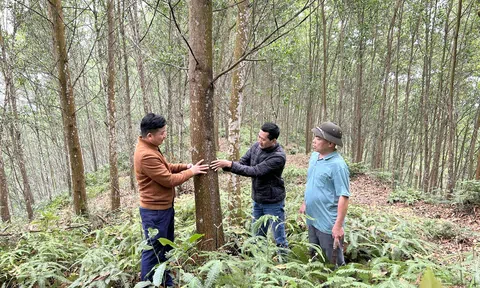 Xuất khẩu gỗ của Việt Nam bắt nhịp xu hướng xanh từ nỗ lực nâng chất vùng nguyên liệu