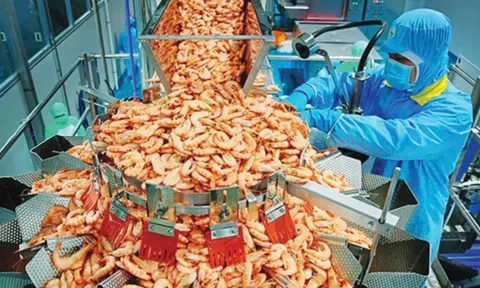Bứt phá ngay từ đầu năm, xuất khẩu tôm Việt Nam được kỳ vọng đạt mục tiêu hơn 4 tỷ USD năm 2025