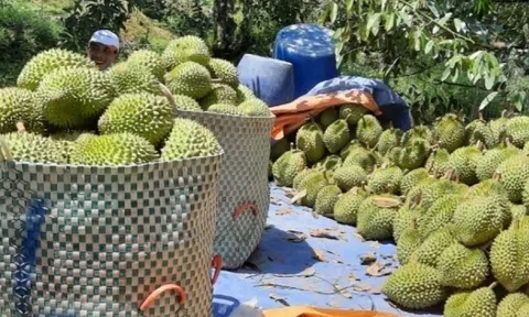 Giá sầu riêng đang tăng trở lại, các địa phương đẩy mạnh quản lý chất lượng