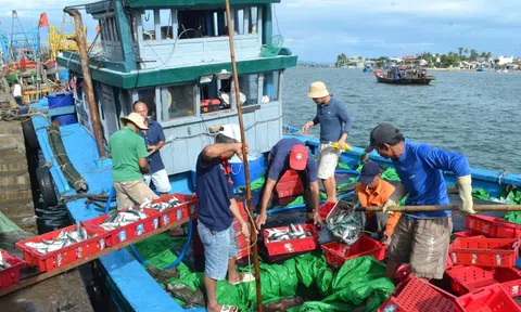 Xác minh, xử lý đến cùng tàu cá vi phạm khai thác IUU, tàu cá vi phạm thiết bị giám sát hành trình